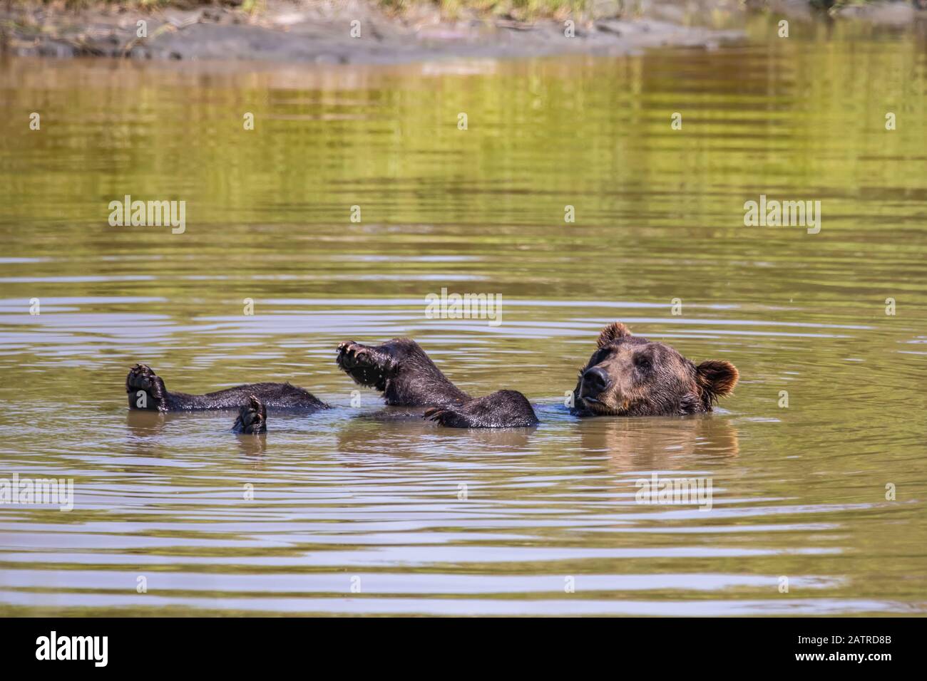 Ours brun (Ursus arctos) baignant dans l'étang, Alaska Wildlife conservation Center; Portage, Alaska, États-Unis d'Amérique Banque D'Images