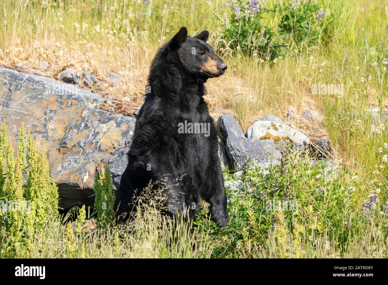L'ours noir mâle (Ursus americanus) est pour obtenir une meilleure vue, Alaska Wildlife conservation Centre, centre-sud de l'Alaska Banque D'Images