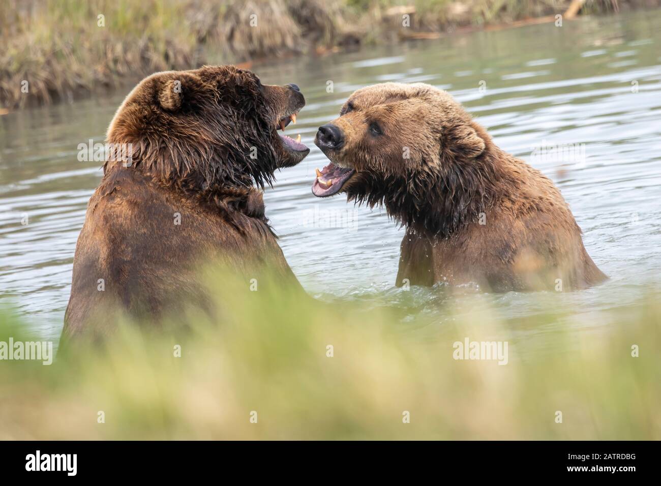 Sanglier et truie d'ours bruns (Ursus arctos), Alaska Wildlife conservation Center; Portage, Alaska, États-Unis d'Amérique Banque D'Images
