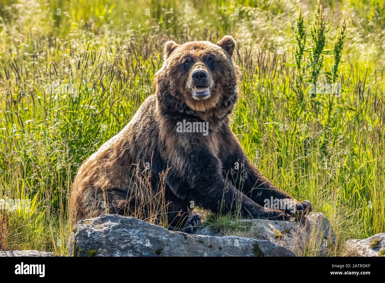 Truie d'ours brun (Ursus arctos), Alaska Wildlife conservation Centre, centre-sud de l'Alaska; Alaska, États-Unis d'Amérique Banque D'Images