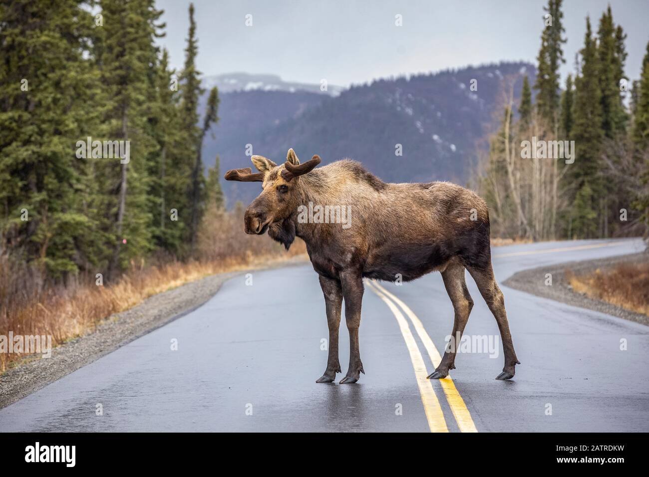 Un orignal taureau (Alces alces) avec des bois encore en velours s'arrête au milieu de la route du parc, Parc national et réserve Denali, intérieur de l'Alaska Banque D'Images