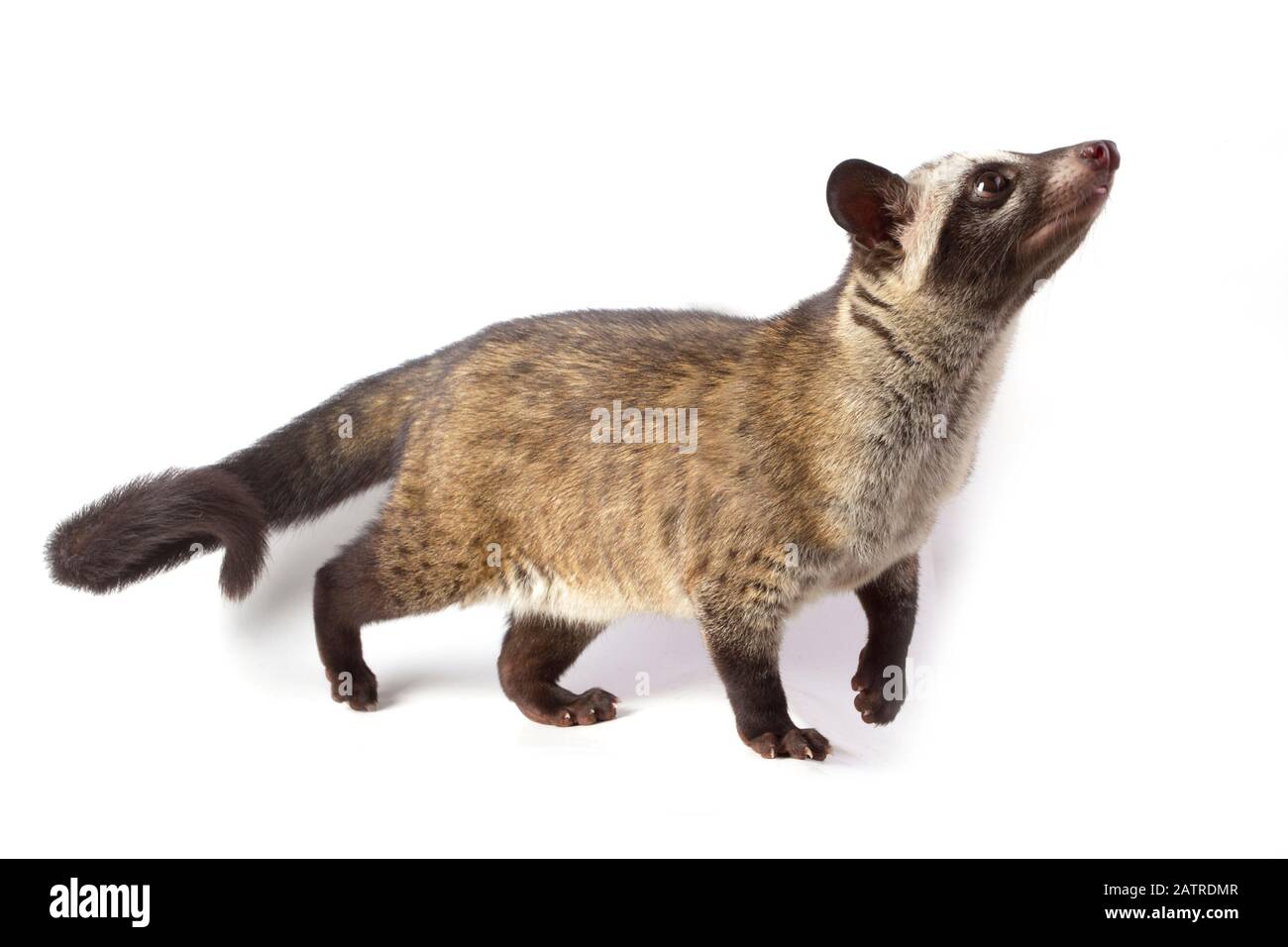Le civet de palmier asiatique ou luwak (Paradoxurus hermaphroditus). Isolé sur fond blanc Banque D'Images