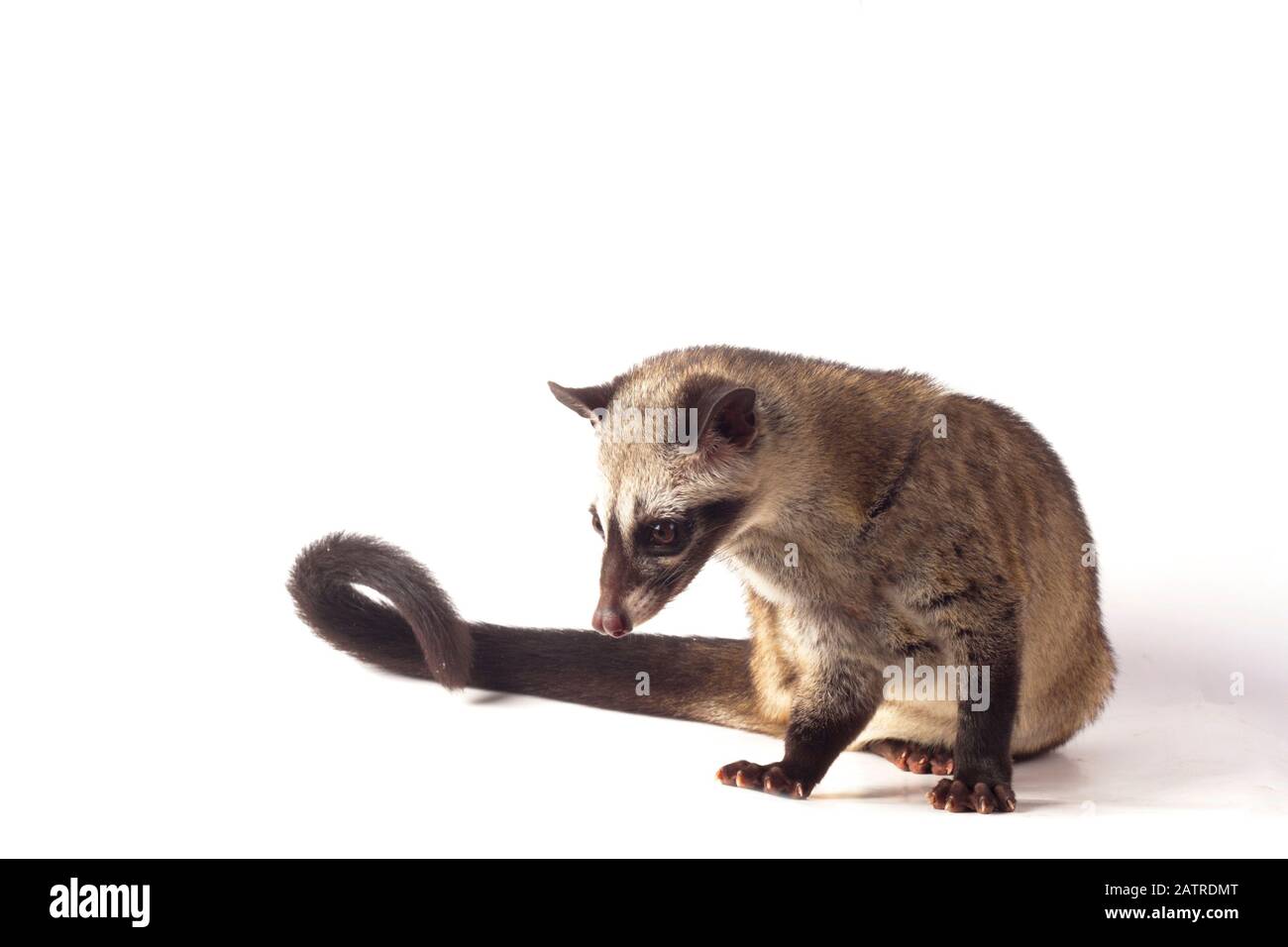 Le civet de palmier asiatique ou luwak (Paradoxurus hermaphroditus). Isolé sur fond blanc Banque D'Images