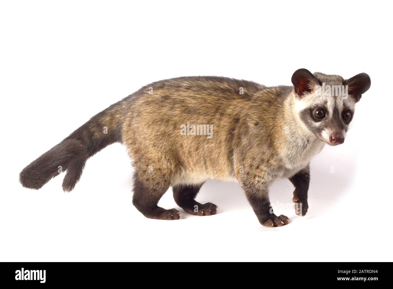 Le civet de palmier asiatique ou luwak (Paradoxurus hermaphroditus). Isolé sur fond blanc Banque D'Images
