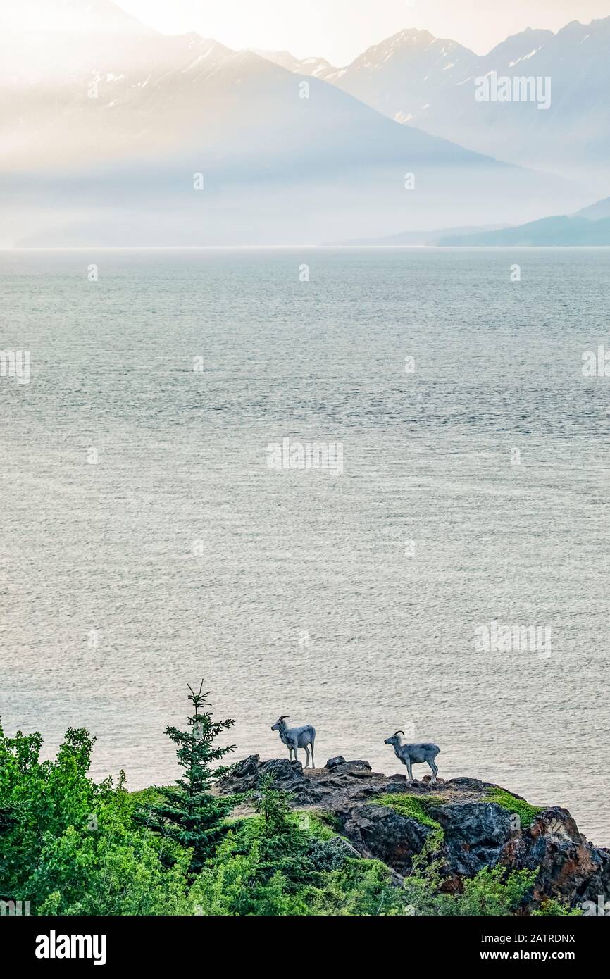 Mouflon de Dall (Ovis dalli) sur un monticule rocheux surplombant les eaux de Turnagain Arm, au sud d'Anchorage, Kenai montagnes en arrière-plan Banque D'Images