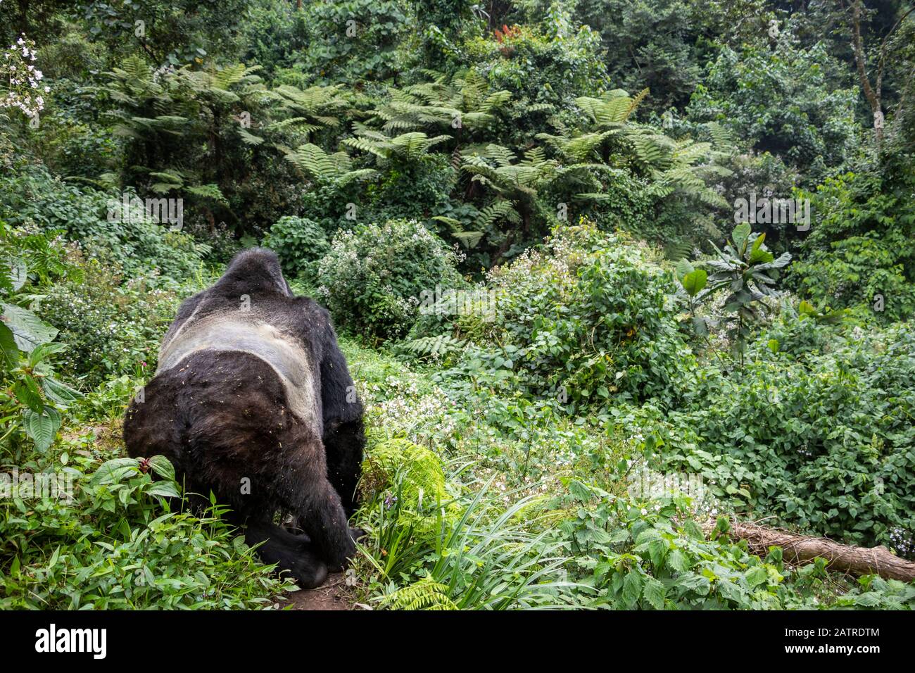 Gorille de montagne (Gorilla beringei beringei), parc national impénétrable de Bwindi; région occidentale, Ouganda Banque D'Images