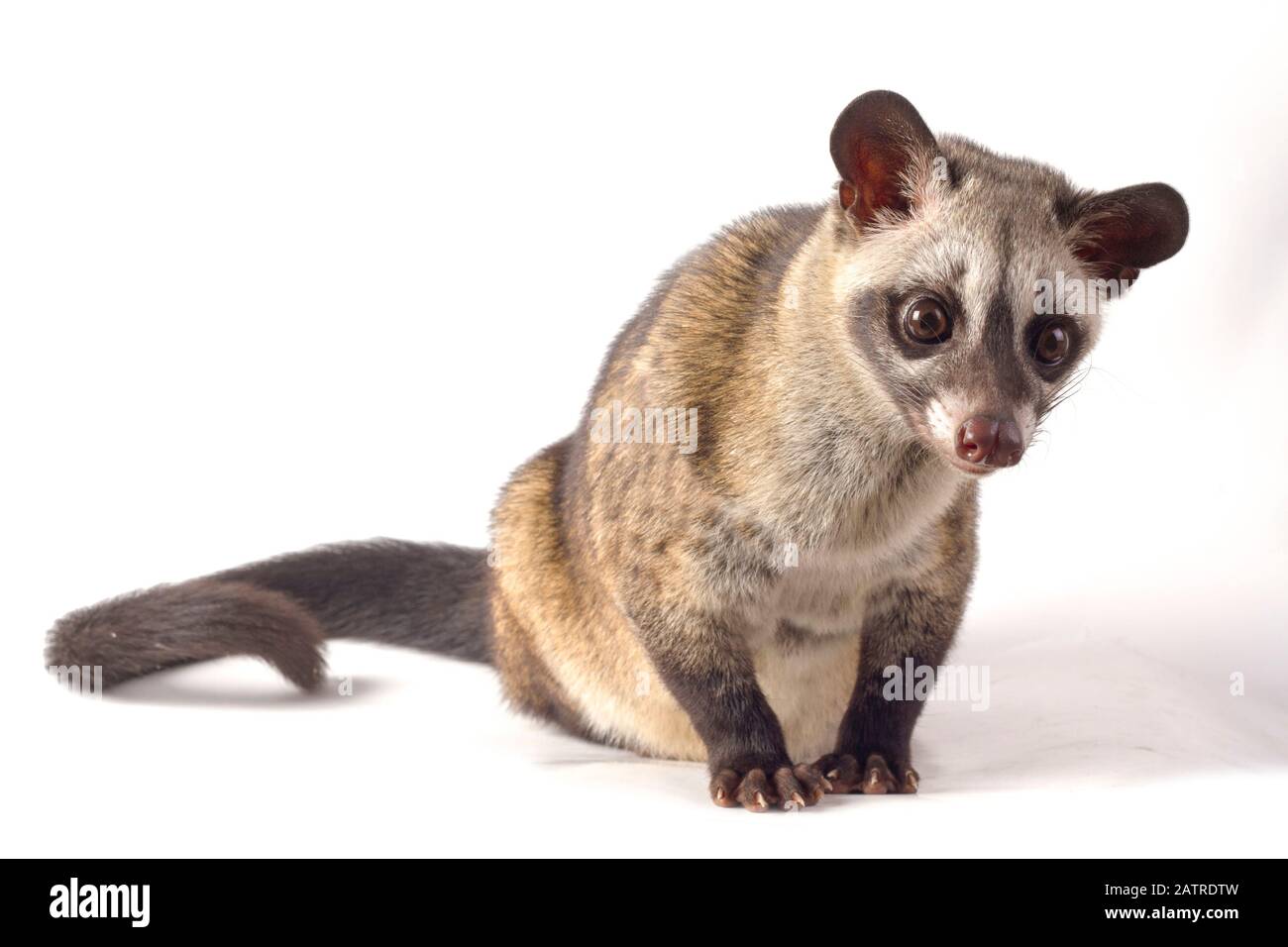 Le civet de palmier asiatique ou luwak (Paradoxurus hermaphroditus). Isolé sur fond blanc Banque D'Images