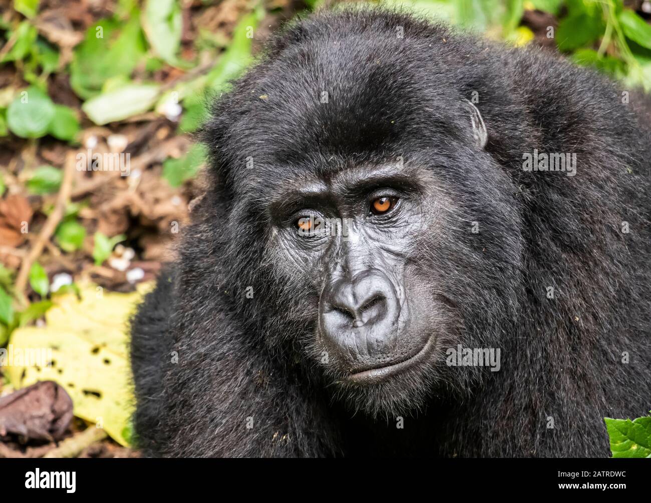 Gorille de montagne (Gorilla beringei beringei), parc national impénétrable de Bwindi; région occidentale, Ouganda Banque D'Images