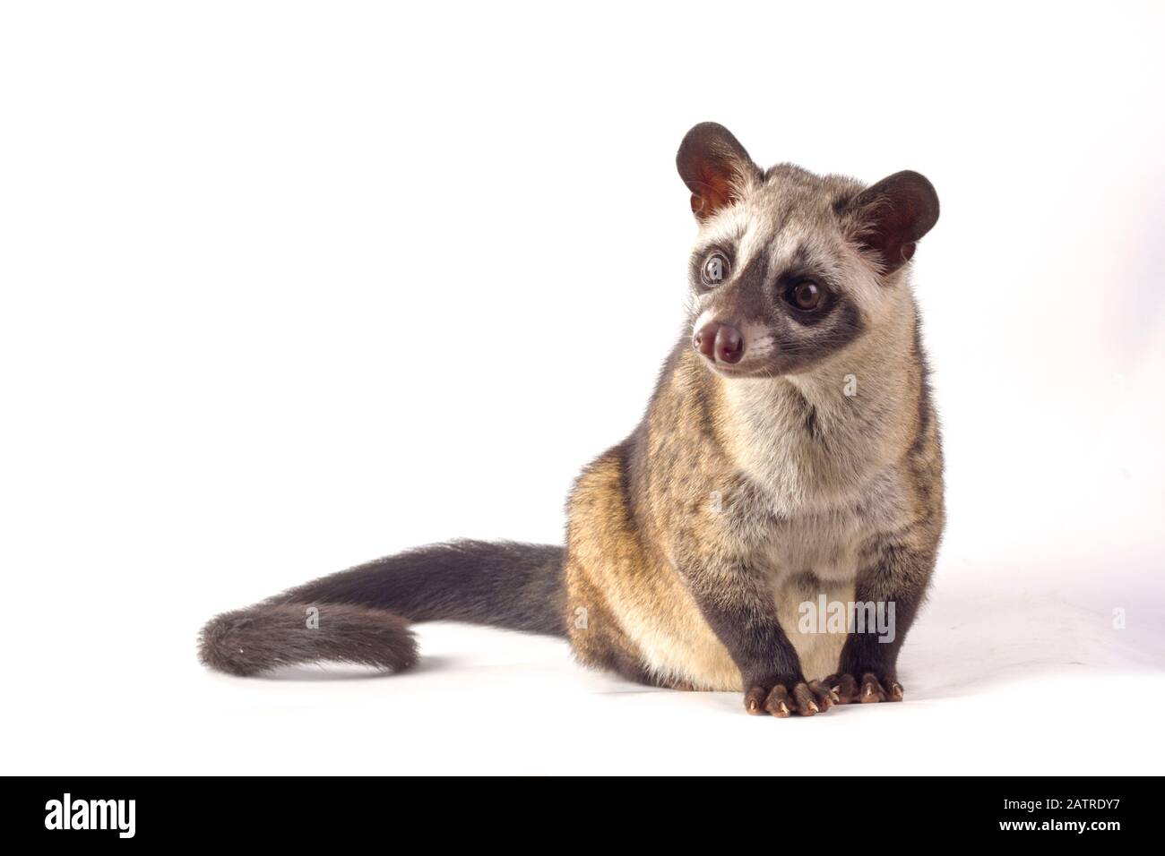 Le civet de palmier asiatique ou luwak (Paradoxurus hermaphroditus). Isolé sur fond blanc Banque D'Images