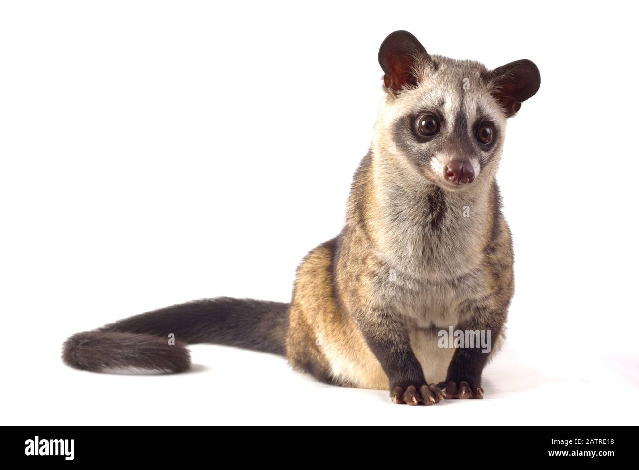 Le civet de palmier asiatique ou luwak (Paradoxurus hermaphroditus). Isolé sur fond blanc Banque D'Images