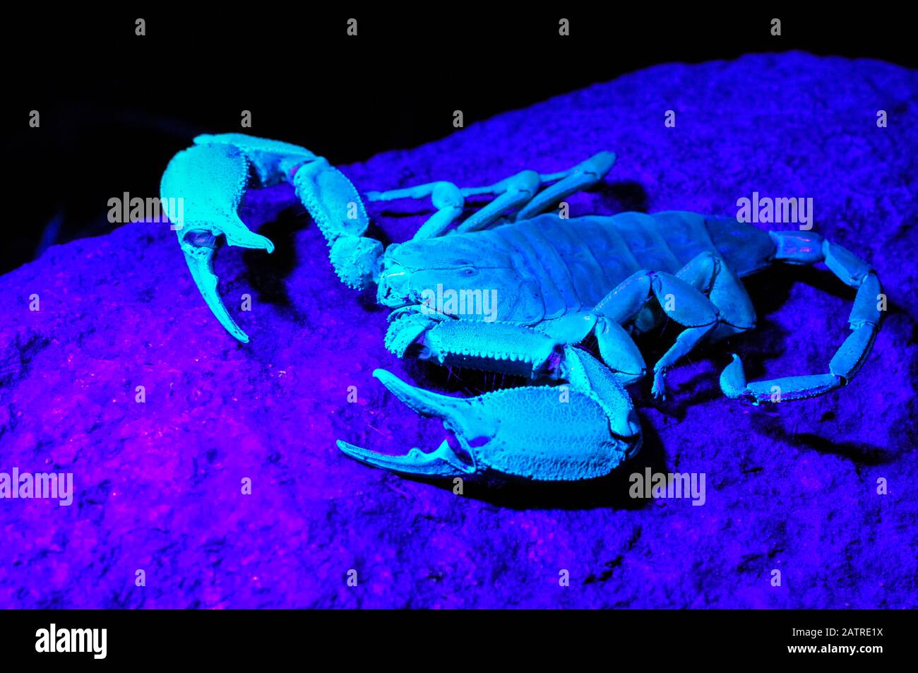 Rocher plat scorpion, Hadogenes troglodytes, montrant la luminescence sous la lumière ultraviolette, Kruger National Park, Limpopo, Afrique du Sud Banque D'Images