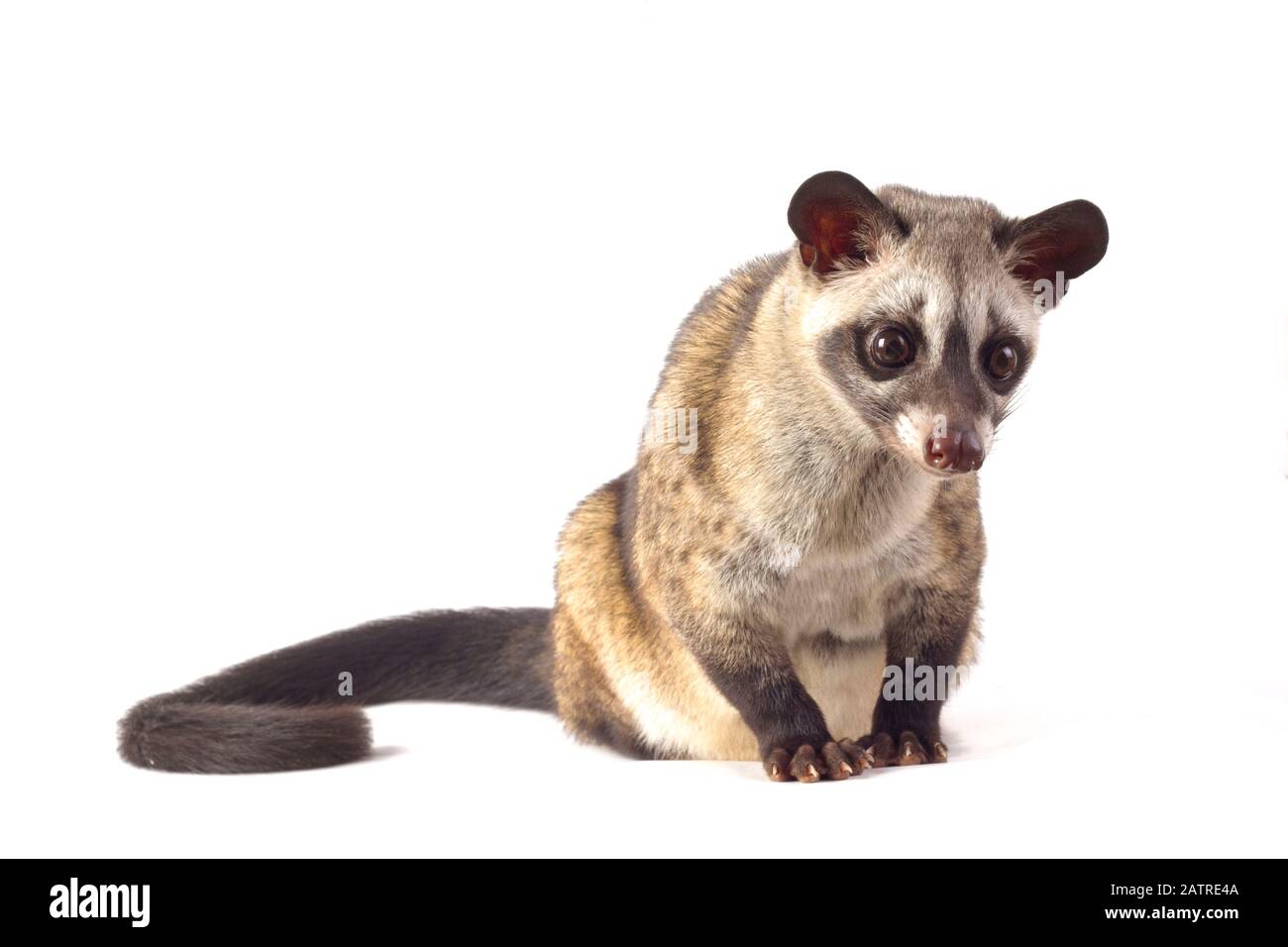 Le civet de palmier asiatique ou luwak (Paradoxurus hermaphroditus). Isolé sur fond blanc Banque D'Images