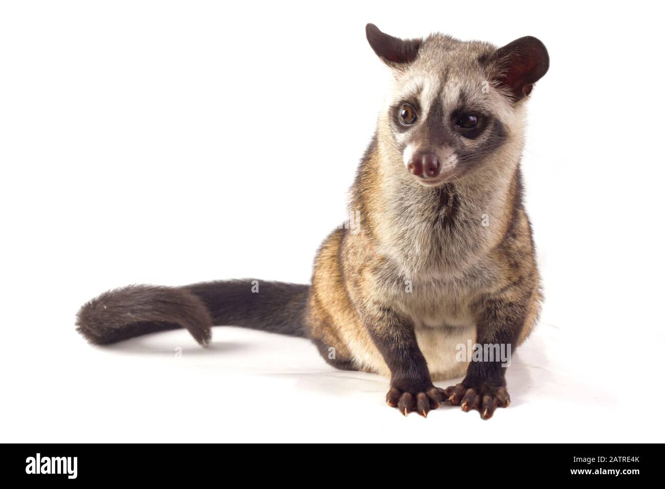 Le civet de palmier asiatique ou luwak (Paradoxurus hermaphroditus). Isolé sur fond blanc Banque D'Images