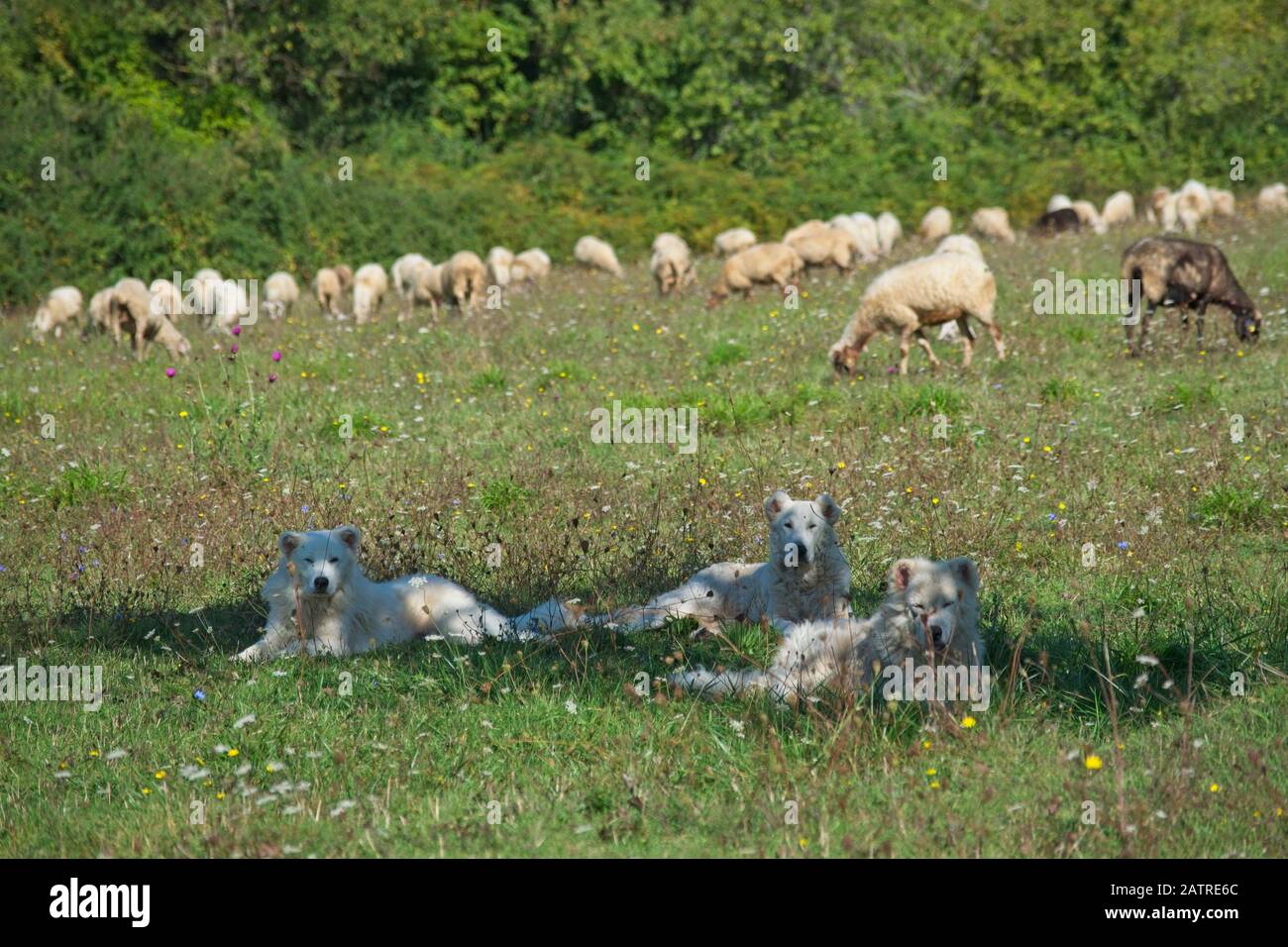 Chiens de berger dans le centre de l'Italie Banque D'Images