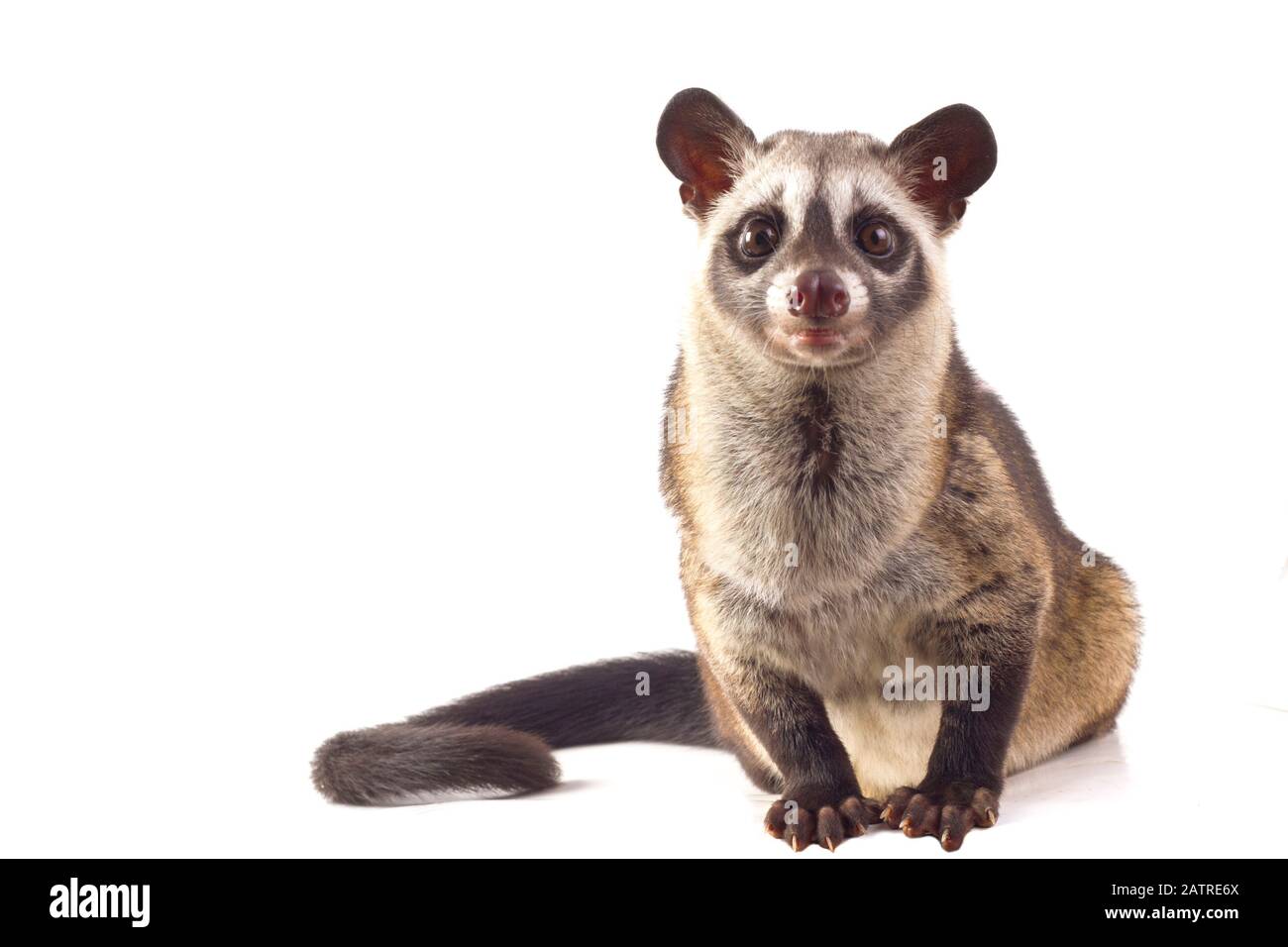 Le civet de palmier asiatique ou luwak (Paradoxurus hermaphroditus). Isolé sur fond blanc Banque D'Images