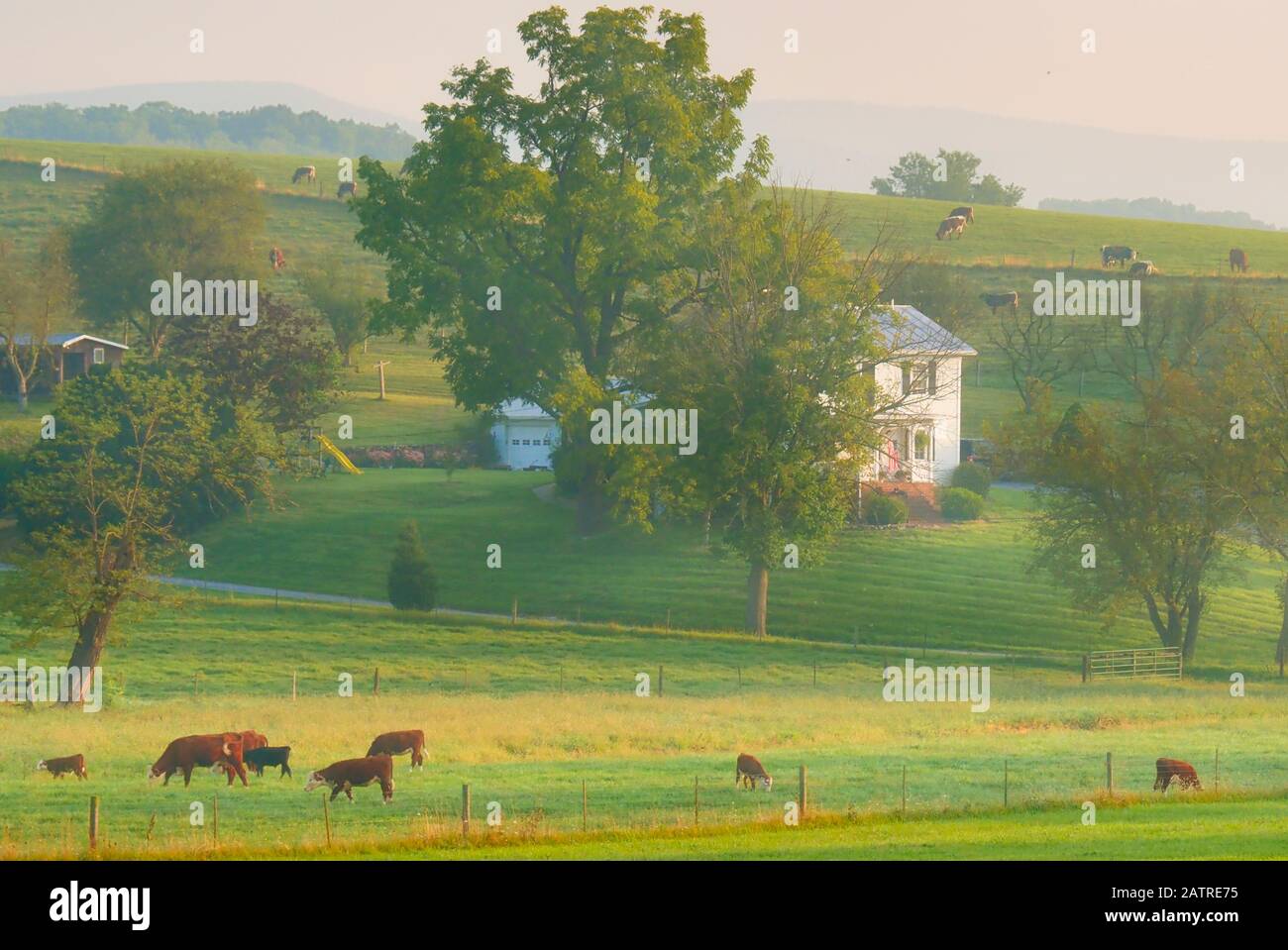 Vaches qui paissent près de Ottobine dans la vallée de Shenandoah en Virginie, USA Banque D'Images
