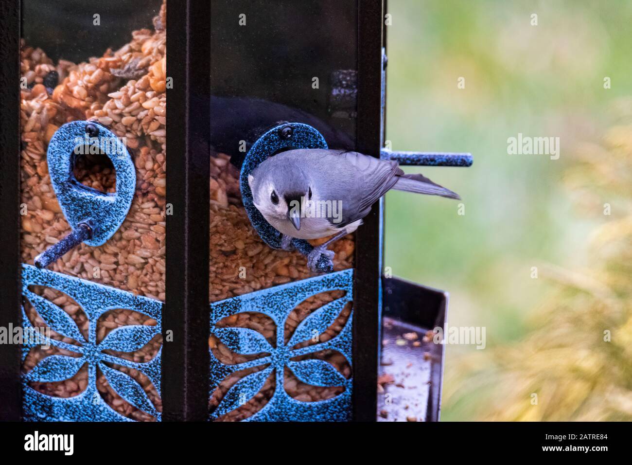 Souris Titmouse Tuftée (Baeolophus Bicolor) À Un Chargeur De Cartes Banque D'Images