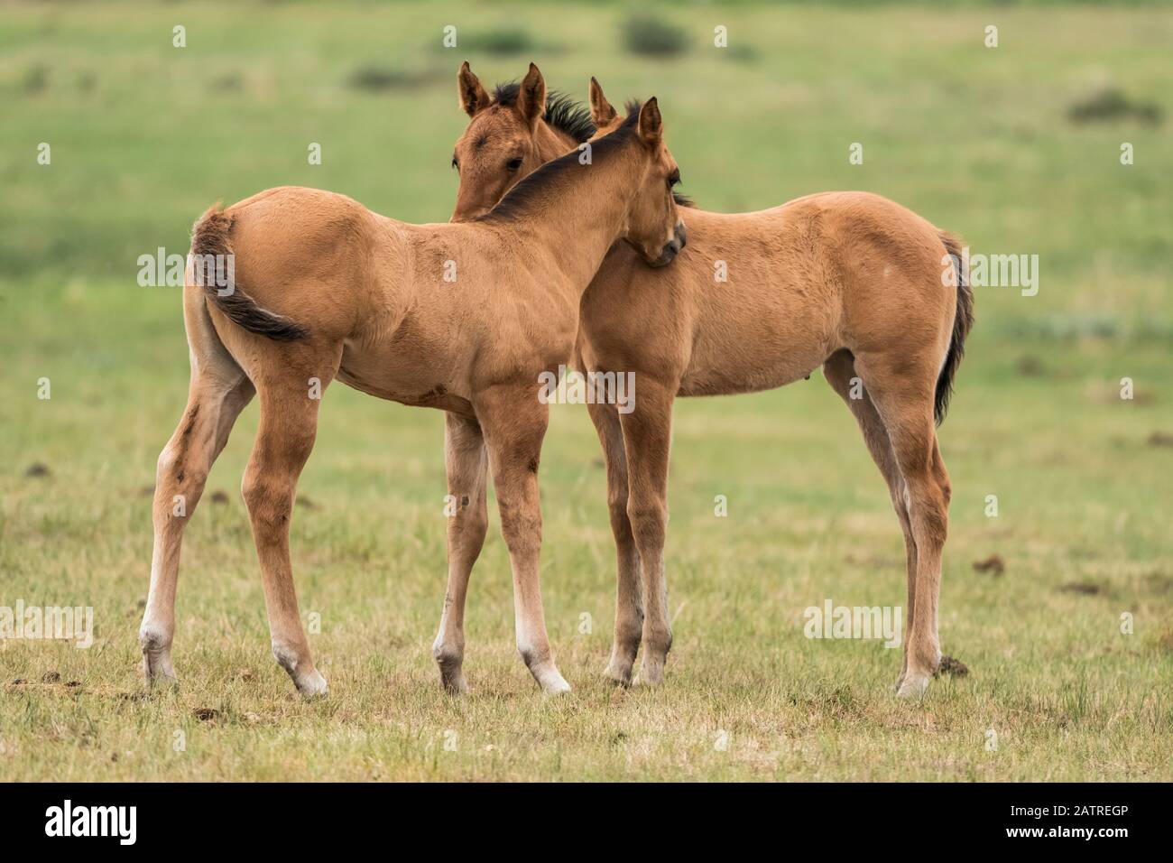 Deux chevaux (Equus ferus caballus) debout côte à côte avec les cols se touchant pour montrer de l'affection; Saskatchewan, Canada Banque D'Images