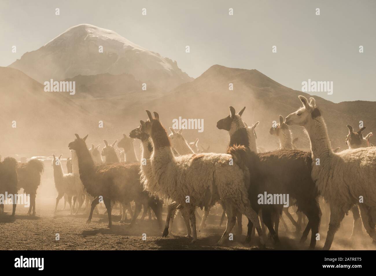 Des lamas partent le matin dans le parc national de Sajama avec le volcan Sajama en arrière-plan. Banque D'Images
