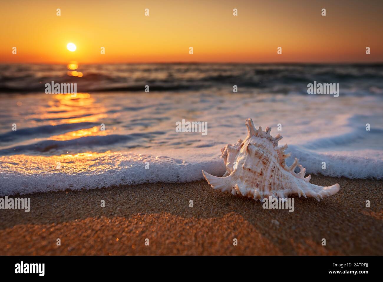 Coquillages sur la plage au lever du soleil Banque D'Images
