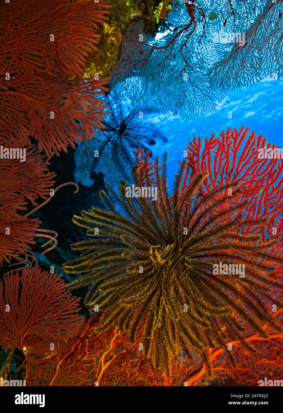 Alimentation en crinoïde jaune coloré entourée de corail rouge dur; Fidji Banque D'Images
