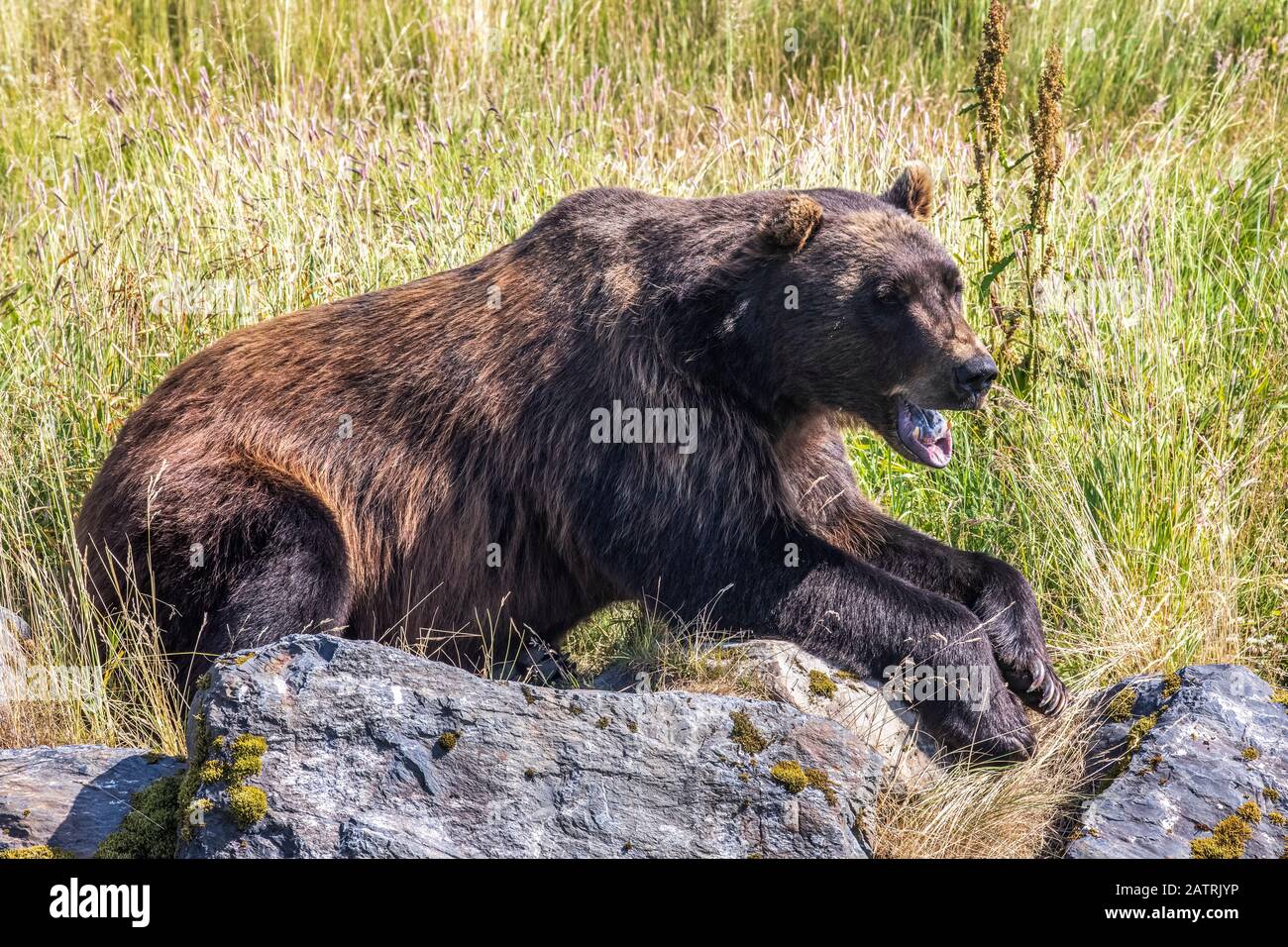 L'ours brun mâle (Ursus arctos) repose sur un animal captif à flanc de colline, Alaska Wildlife conservation Centre, dans le centre-sud de l'Alaska. Au sud d'Anchorage Banque D'Images