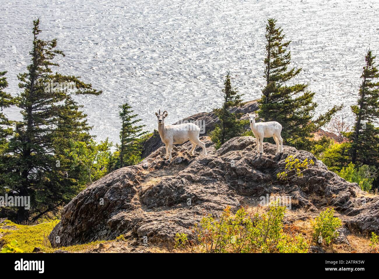 La brebis et l'agneau de Dall (Ovis dalli) errent dans les crêtes rocheuses pour se nourrir tout en surplombant les eaux océaniques du bras Turnagain dans le sud-centre de l'Alaska Sout... Banque D'Images