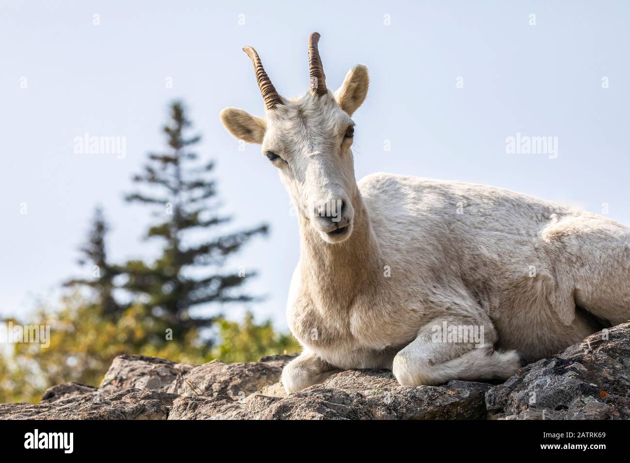 La brebis galeuse de Dall (Ovis dalli) repose sur une perge rocheuse surplombant les eaux du bras de Turnagain au sud d'Anchorage, dans le centre-sud de l'Alaska.Ewe regarde... Banque D'Images