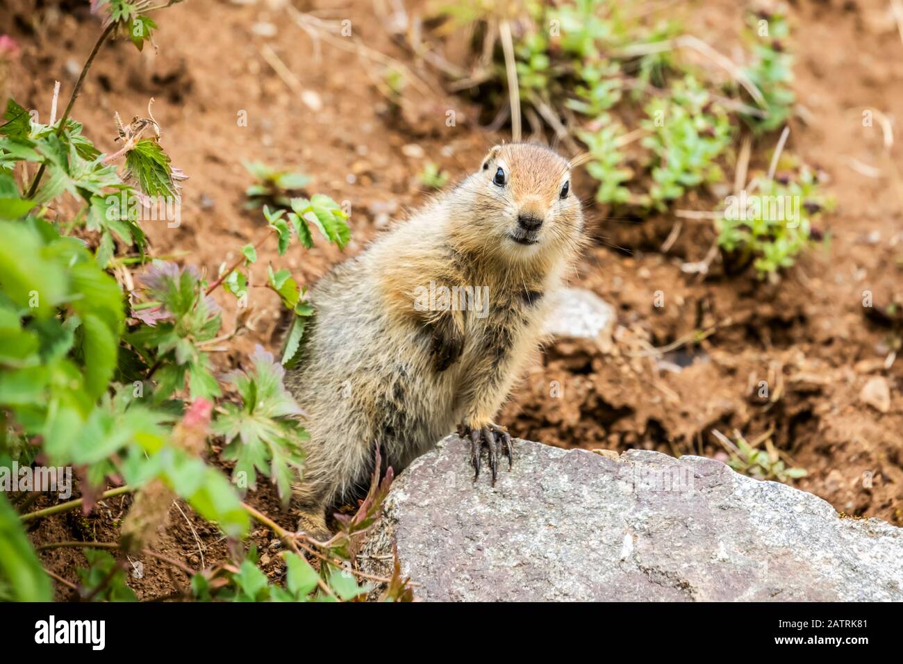 Un écureuil arctique (Urocitellus parryii) s'arrête de se nourrir à la fin de l'été pour regarder la caméra dans la région de Hatcher Pass près de Palmer, Sout... Banque D'Images