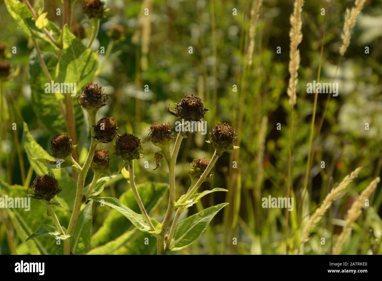 helianthus mollis devant un fond flou, des tournesols cendré à la fin de l'été avec des pétales secs bruns Banque D'Images
