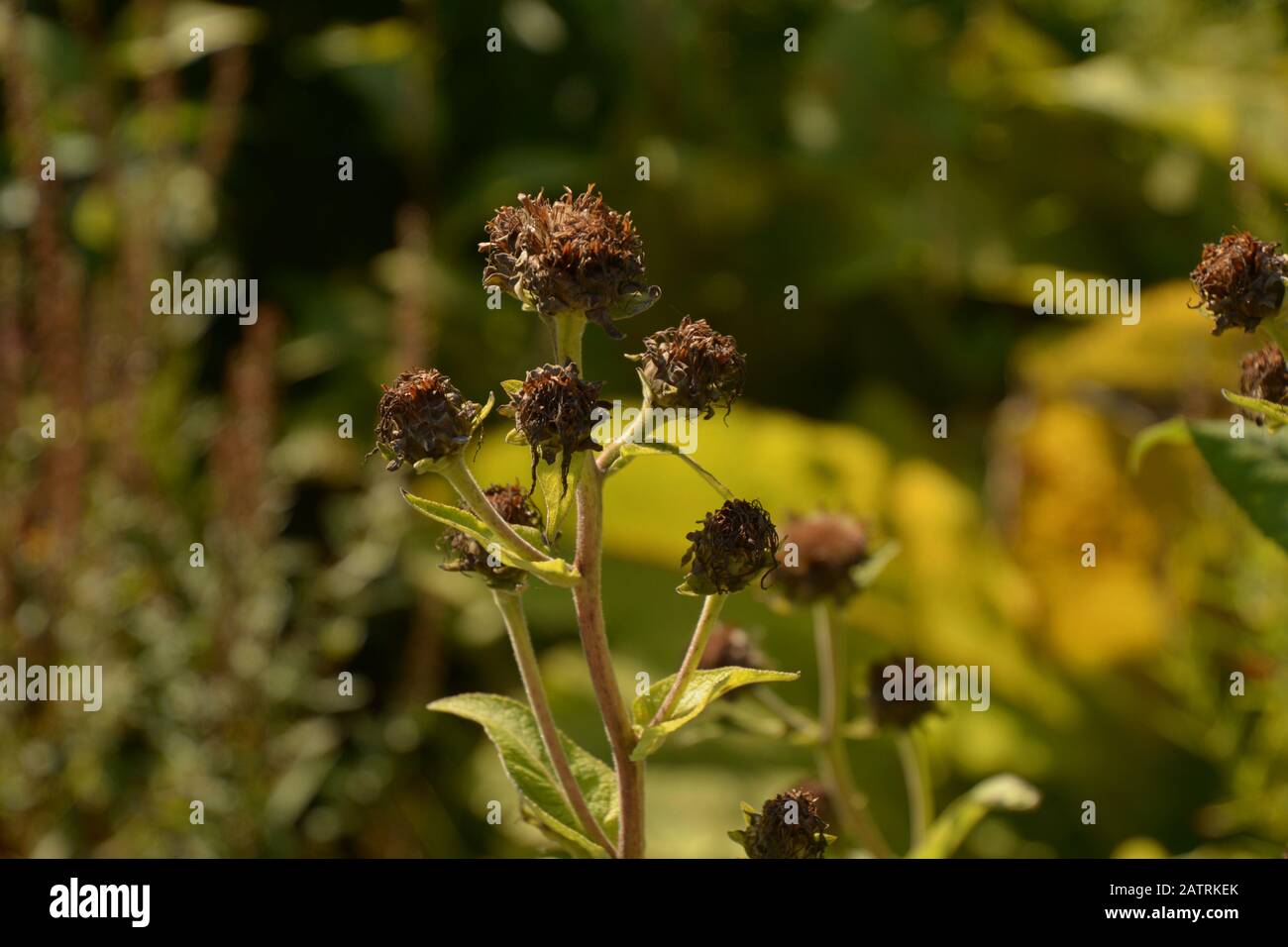 hélianthus mollis brun de couleur automne, tournesol cendrée à la fin de l'été avec pétales secs bruns Banque D'Images