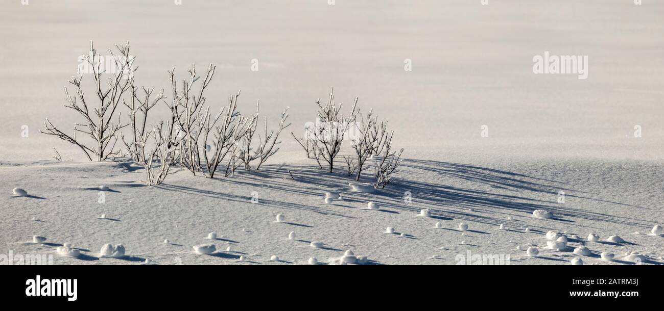 Herbes d'automne recouvertes de glace dans la neige; Sault St. Marie, Michigan, États-Unis d'Amérique Banque D'Images