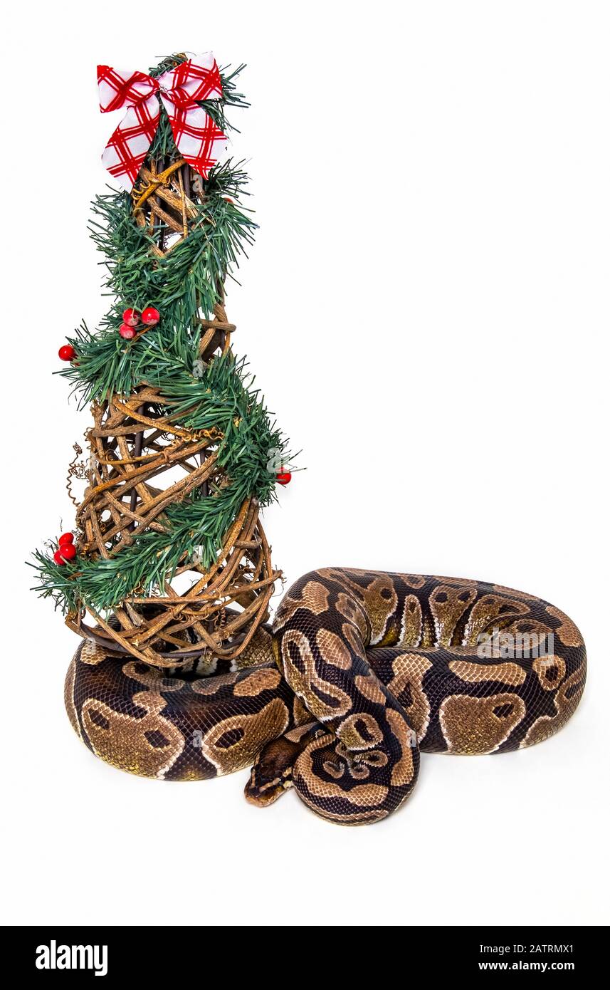 Boule python (Python regius) en attente de Santa sous l'arbre de Noël; Studio Banque D'Images