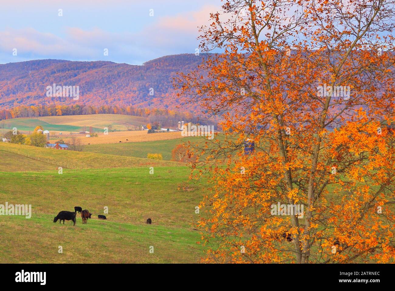 Ferme à Swoope, Shenandoah, Valley, Virginie, États-Unis Banque D'Images