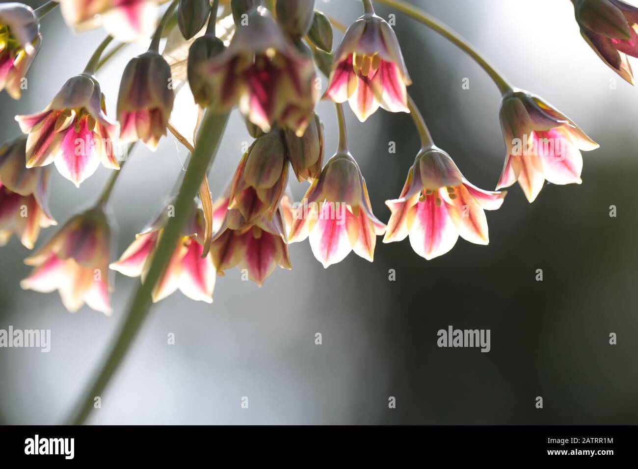 Symphytum officinale après la pluie un jour nuageux Banque D'Images