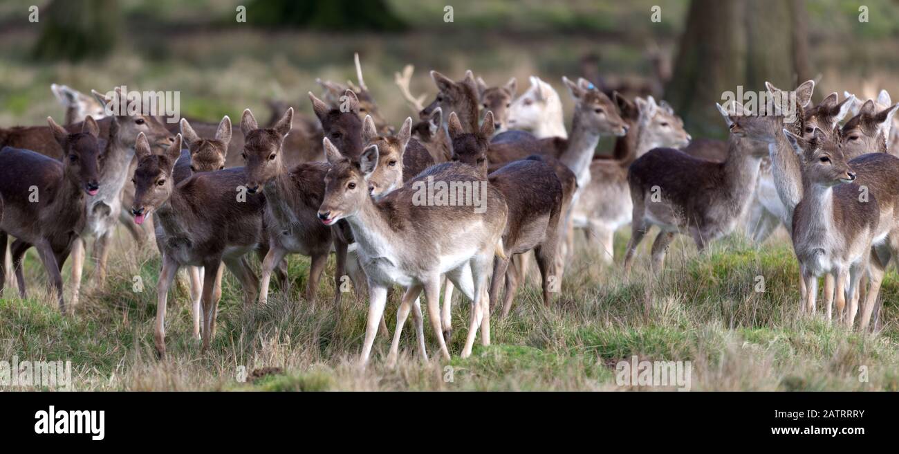 laissez le cerf en verre ouvert Banque D'Images