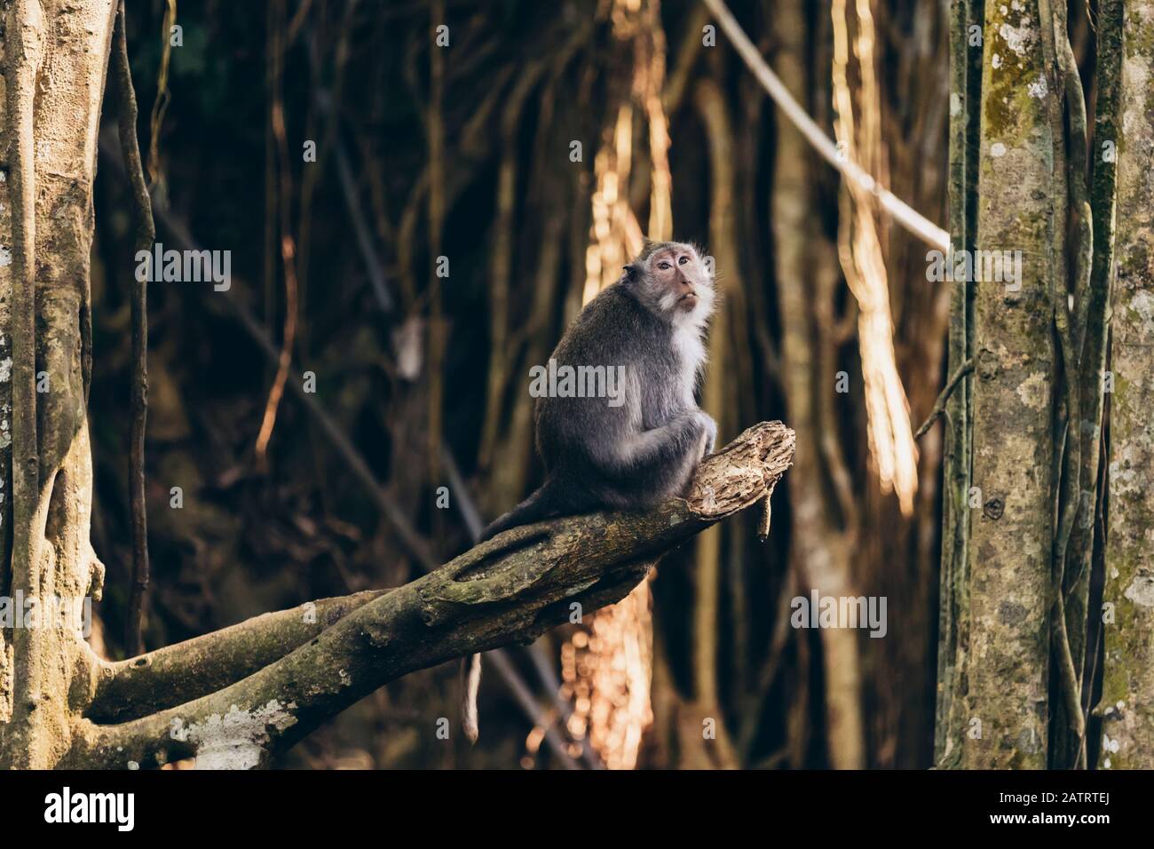 Singe à longue queue balinaise (Macaca fascicularis), forêt de singes d'Ubud; Bali, Indonésie Banque D'Images