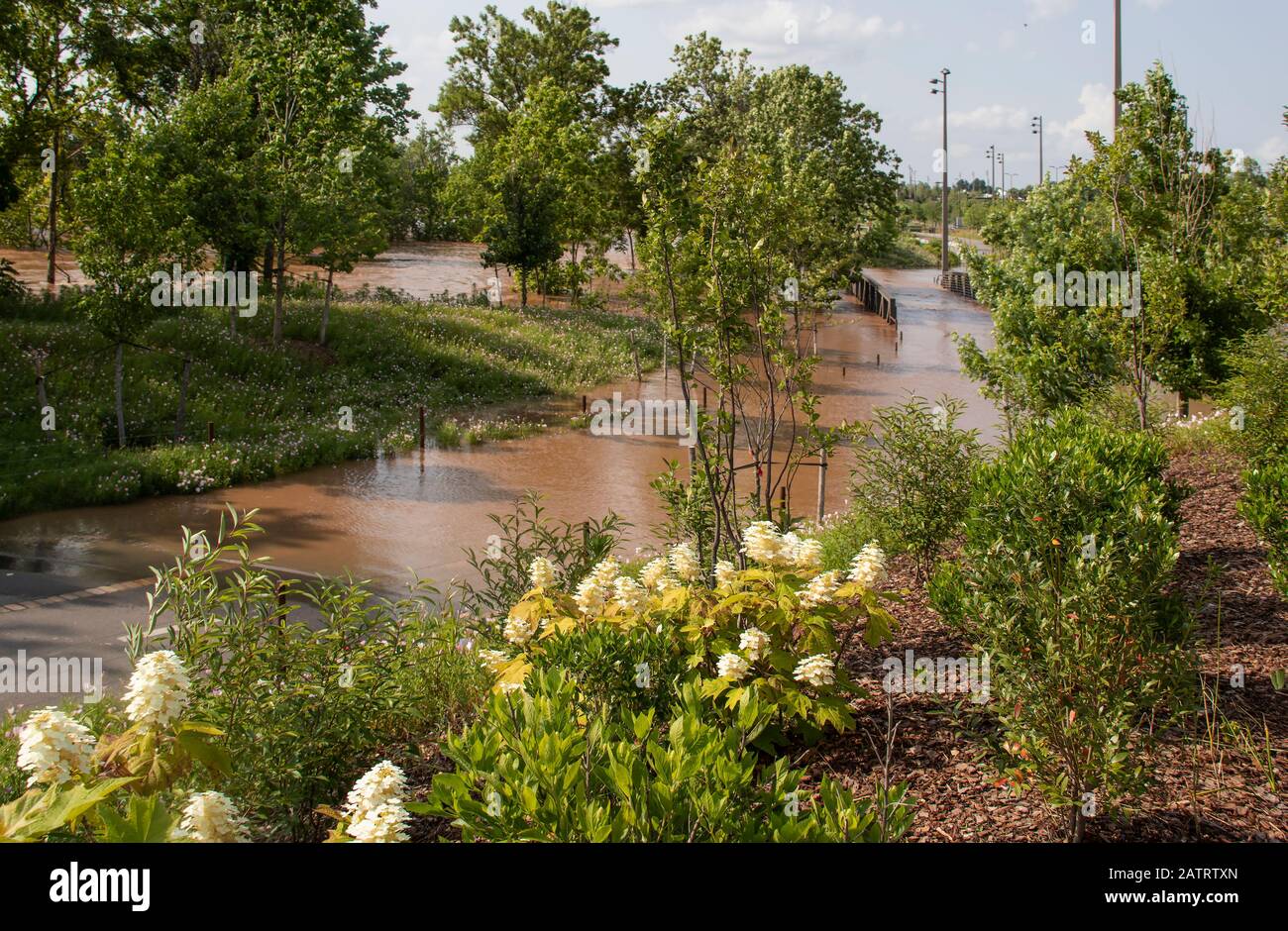 Inondation couvrant sentier de randonnée et pont piétonnier dans le parc avec des fleurs sauvages près de la rivière Arkansas à Tulsa OK USA pendant une inondation de 100 ans Banque D'Images