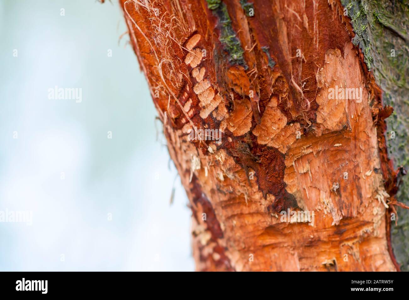 Le castor eurasien coupe sur l'arbre. Beaver endommagé. Banque D'Images