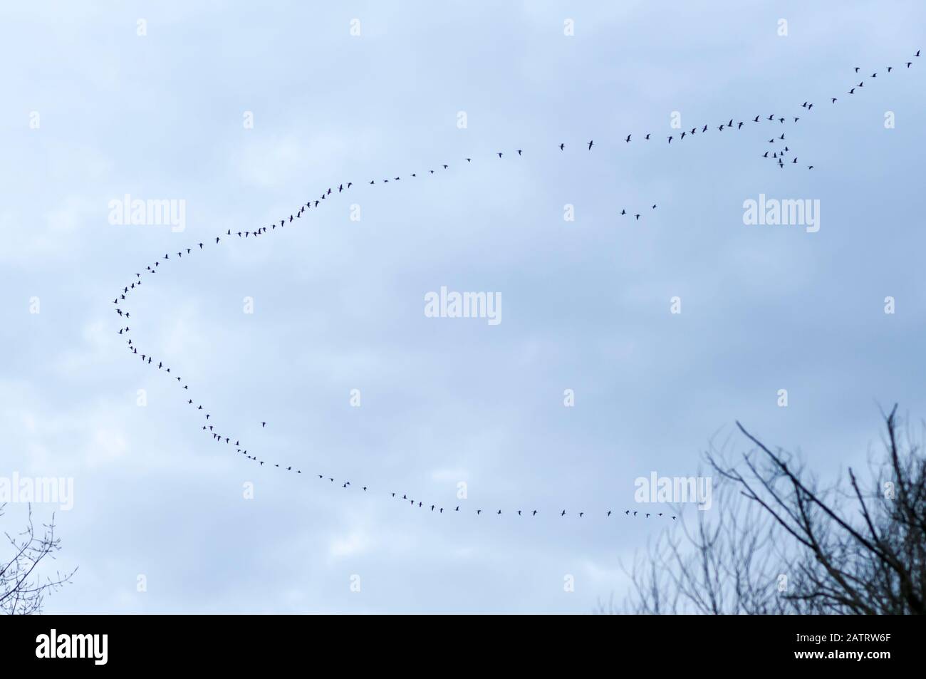 Goose, Geese (Anser anser) se rassemblent en V en vol vers le nord au début du printemps. Banque D'Images