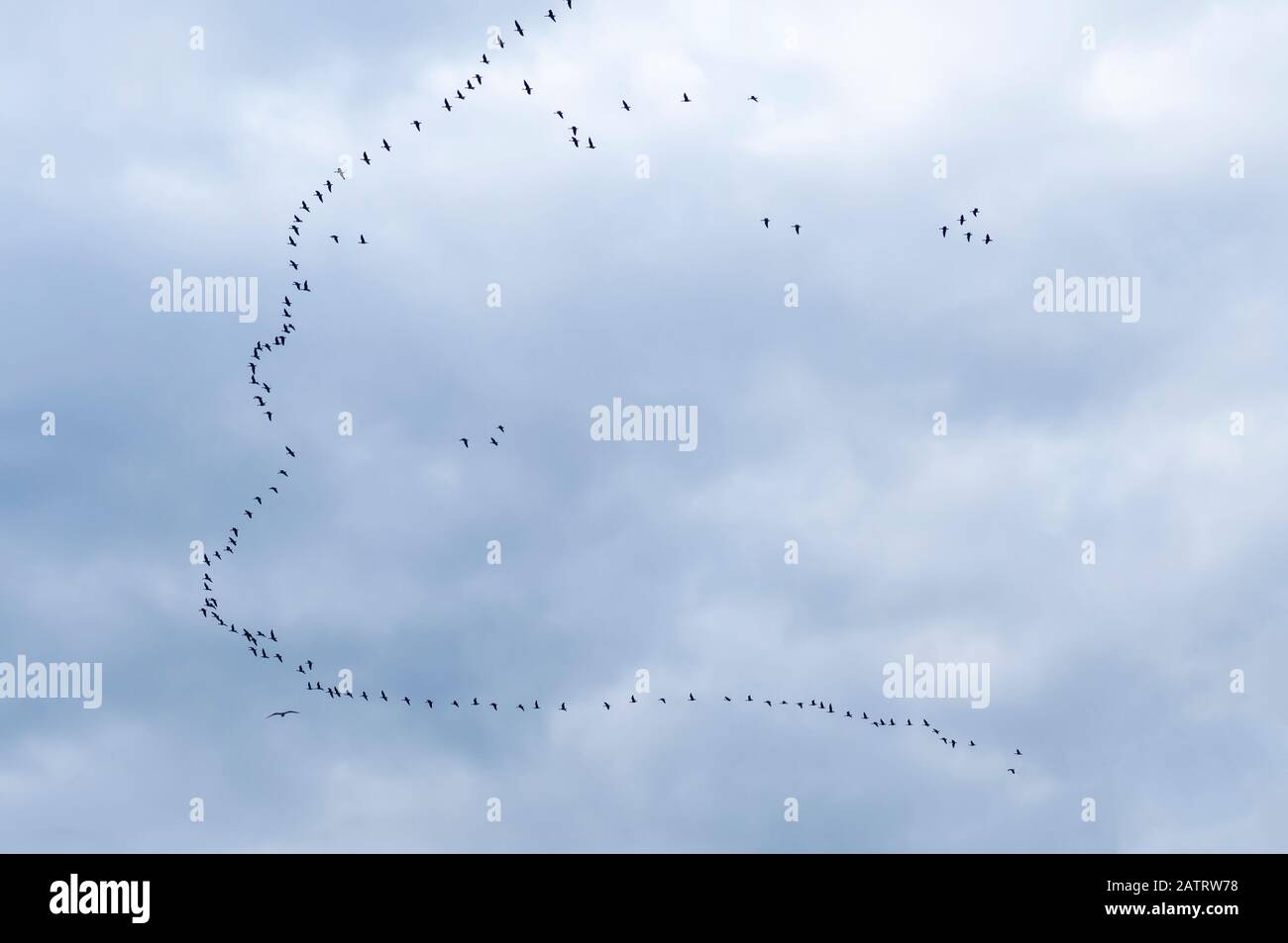 Goose, Geese (Anser anser) se rassemblent en V en vol vers le nord au début du printemps. Banque D'Images