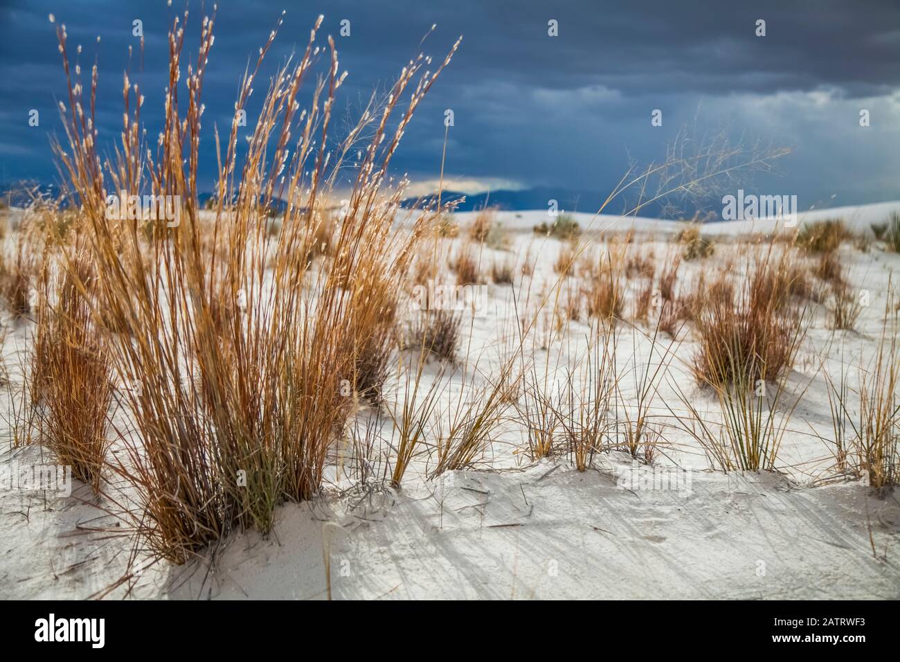 Little Bluestem grass (Schizachyrium scoparium), White Sands National Monument; Alamogordo, Nouveau-Mexique, États-Unis d'Amérique Banque D'Images