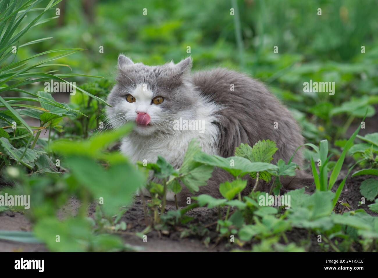 Cat avec le timon en dehors. Chat dans le jardin léchant son visage . Jeune chat dans l'herbe Banque D'Images