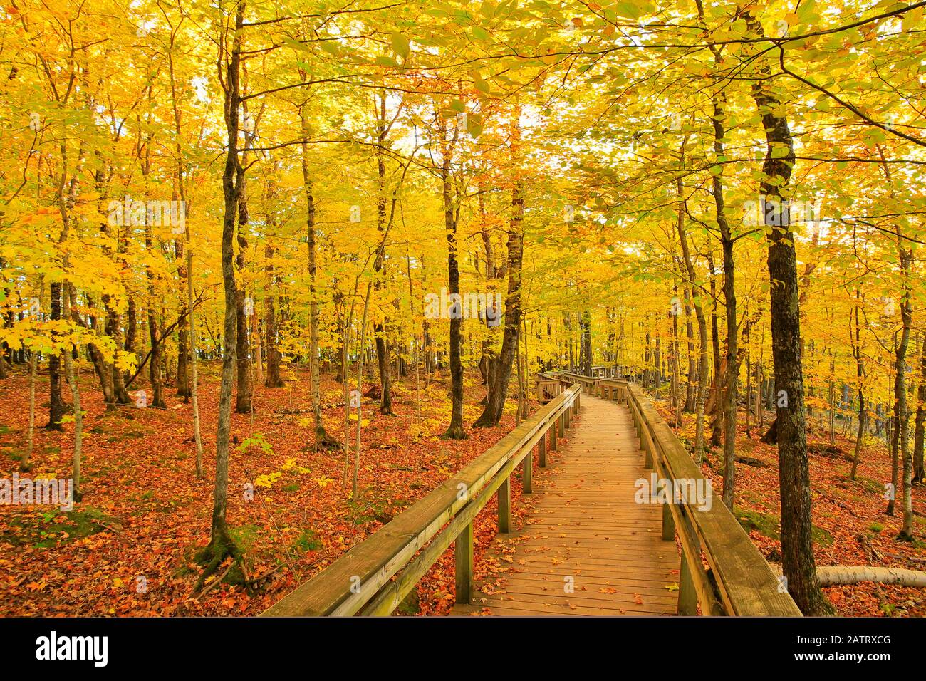 Sentier de l'escarpement, Lac des nuages, montagnes Porcupine Wilderness State Park, Ontonagon, Michigan, USA Banque D'Images