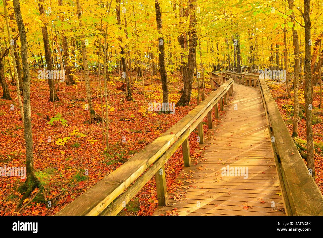 Sentier de l'escarpement, Lac des nuages, montagnes Porcupine Wilderness State Park, Ontonagon, Michigan, USA Banque D'Images