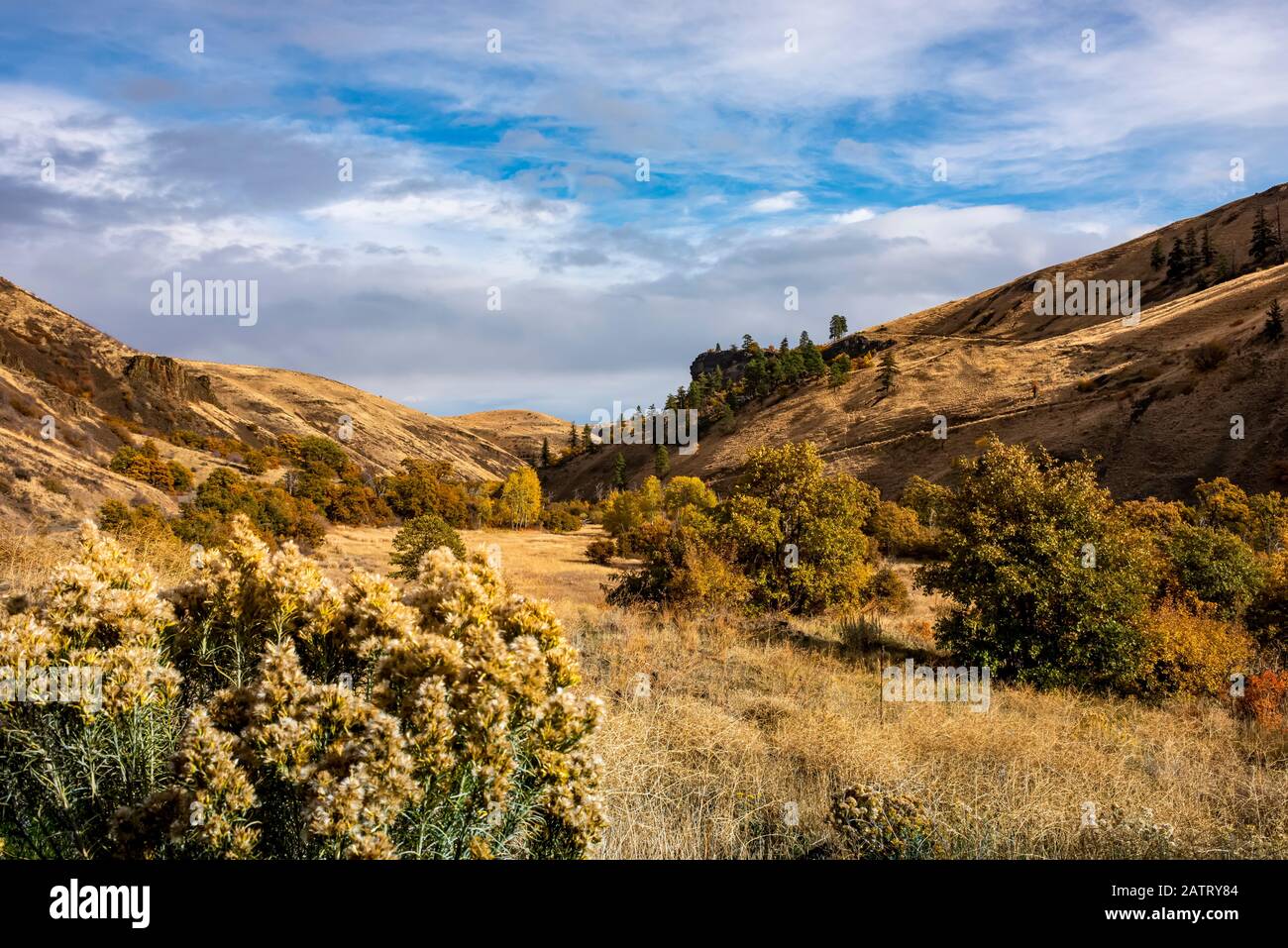Canyon NPK et couleurs d'automne du chemin Oak Creek, Rabbitbrush (Ericameria Nauseosa), est de l'État de Washington; Nachez, Washington, États-Unis d'Amérique Banque D'Images