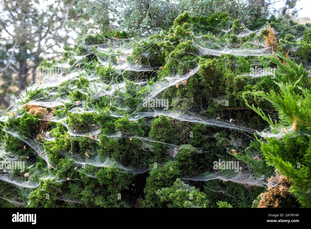 Toile d'araignée couvrant un buisson de genévrier vert créant un sentiment effrayant ; Vantage, Washington, États-Unis d'Amérique Banque D'Images