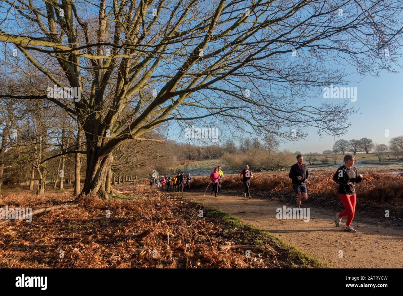 En hiver, vous pourrez faire du jogging à Richmond Park, Londres, Royaume-Uni. Banque D'Images