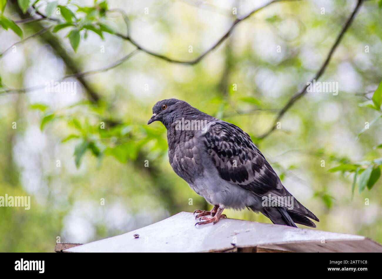 Pigeon siège sur une clôture à la journée ensoleillée Banque D'Images