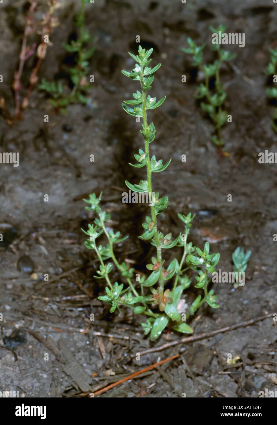 Agriculture - mauvaises herbes, Western Purslane Speedwell (Veronica peregrina ssp. Xalapensis) aka.Purslane Speedwell, Neckweed, Purslane Speedwell, W.. Banque D'Images